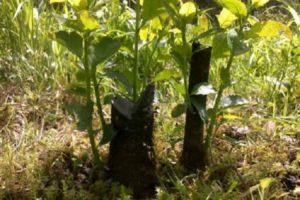 How to propagate cherry plum with seeds, cuttings and layering at home