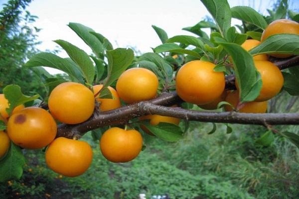 bayas de ciruela cereza