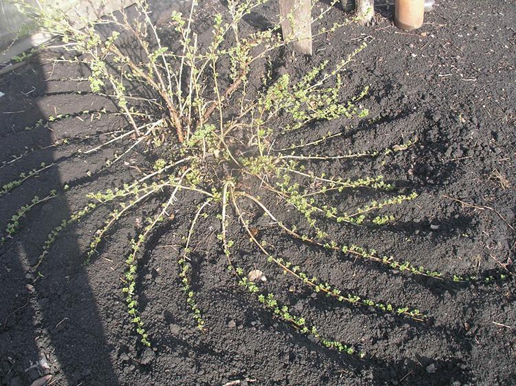 pembiakan gooseberry