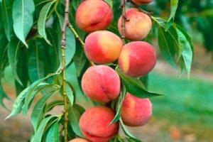 The best ways to propagate a peach and agricultural practices