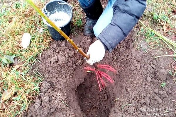 planting a cutting