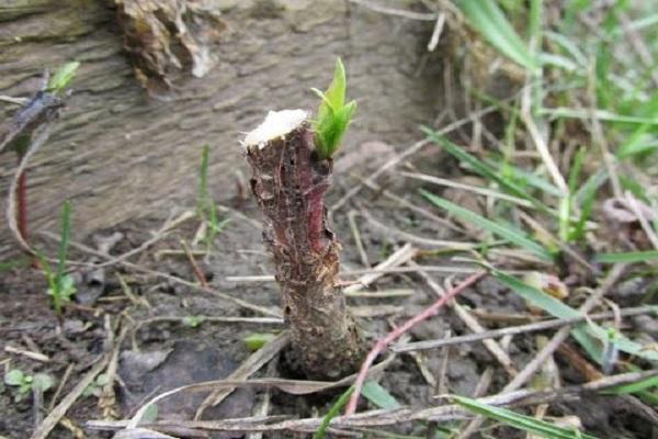 the appearance of leaves