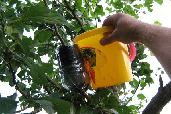 bucket watering