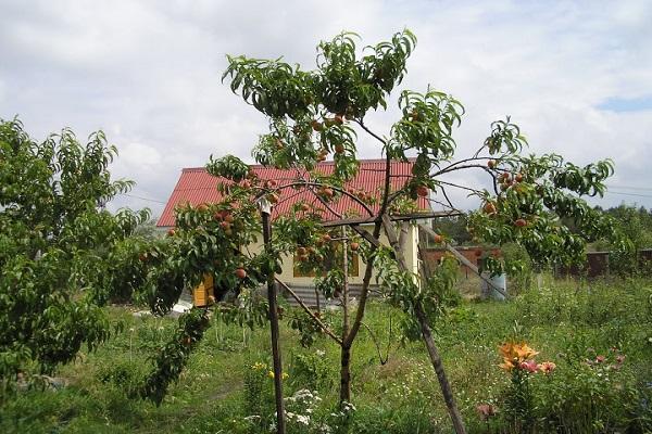 fruta melocotón