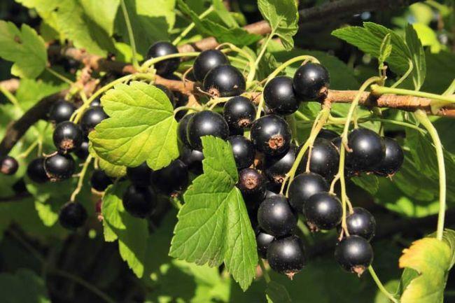 gulliver currant