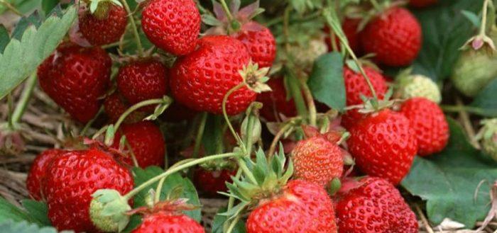 Ostara aux fraises