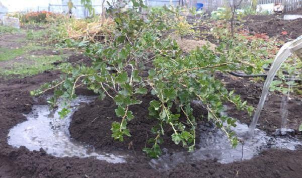 watering gooseberries