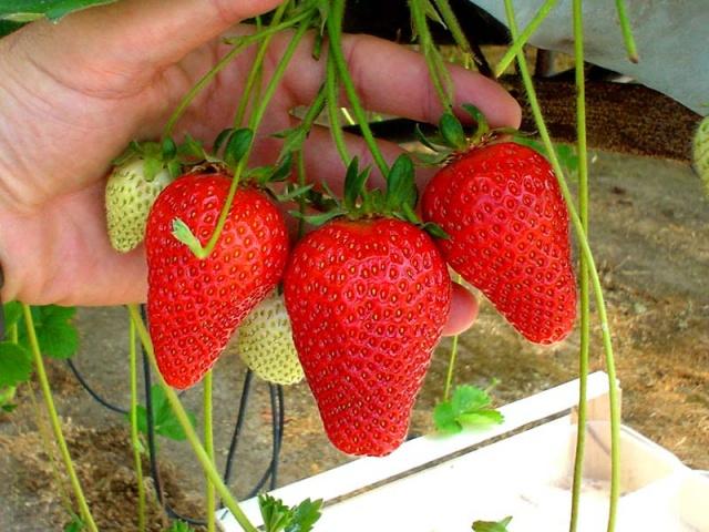 sprinkling strawberries