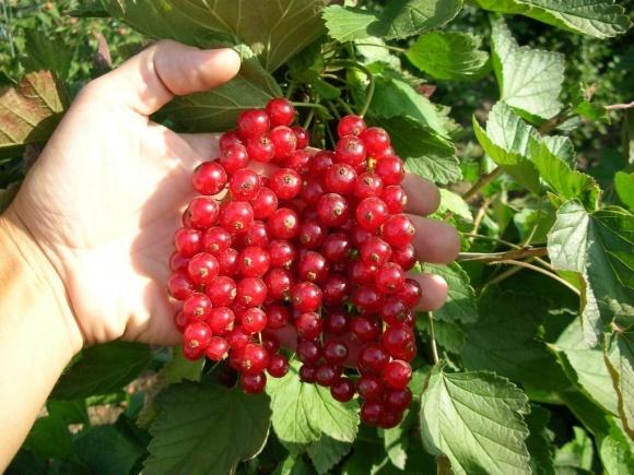 ripe currant