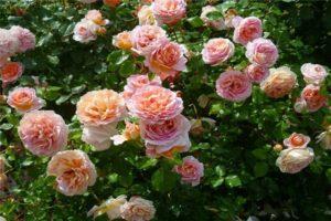 Characteristics and description of the rose variety Abraham Derby, cultivation and care