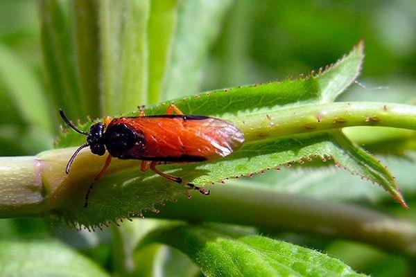 mosca de sierra rosa