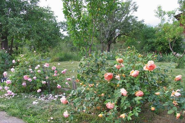 jardinería