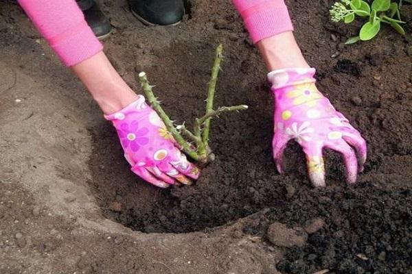 verhuizen naar de put