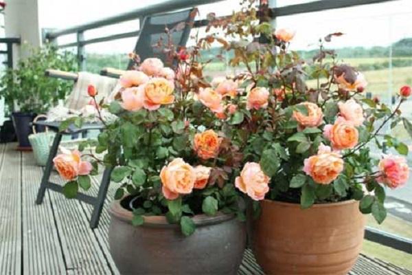 poussant sur le balcon