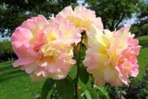 Description de la variété de rose Gloria Day, plantation, culture et entretien