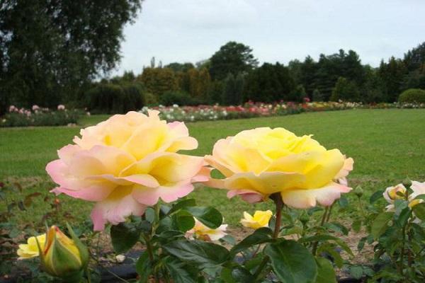 long flowering