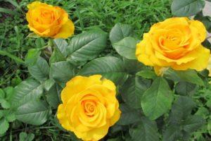 Description and characteristics of the Kerio rose variety, cultivation and care