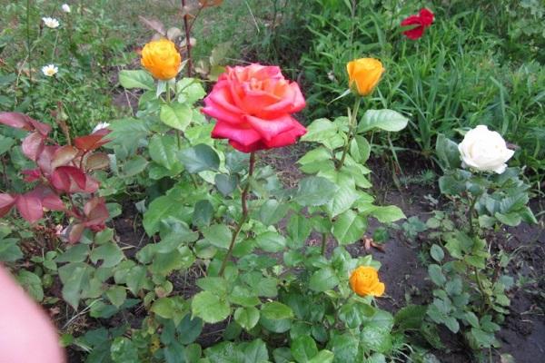 variety of flowers