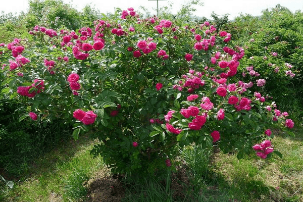 Rosbergenas Grothendorstas