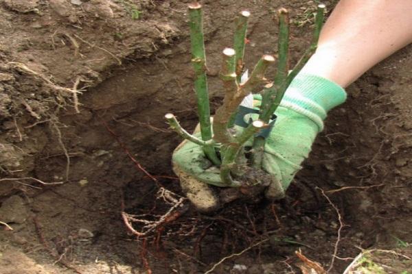 plantar una flor