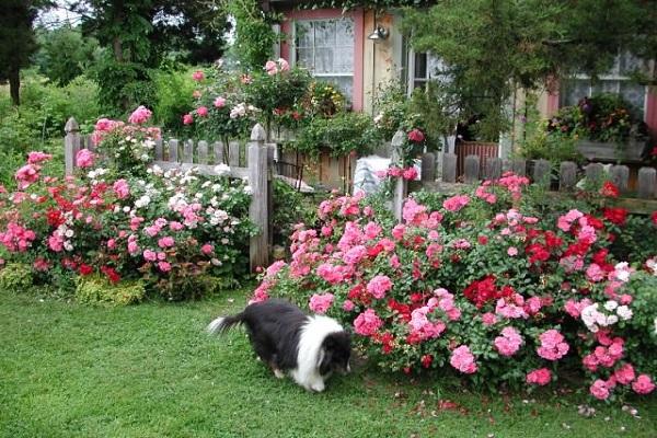 flower house