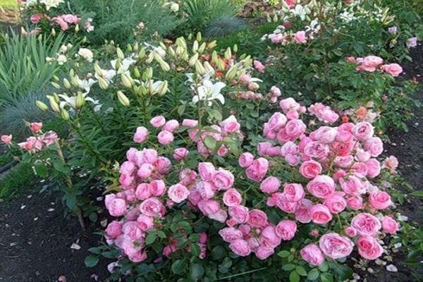 shrub flowers