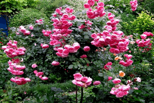 le buisson est devenu plus fort