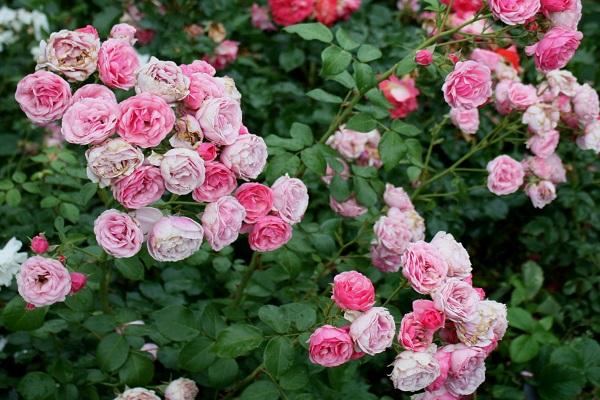 bouquets de fleurs