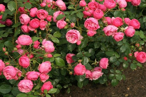 parterre de fleurs