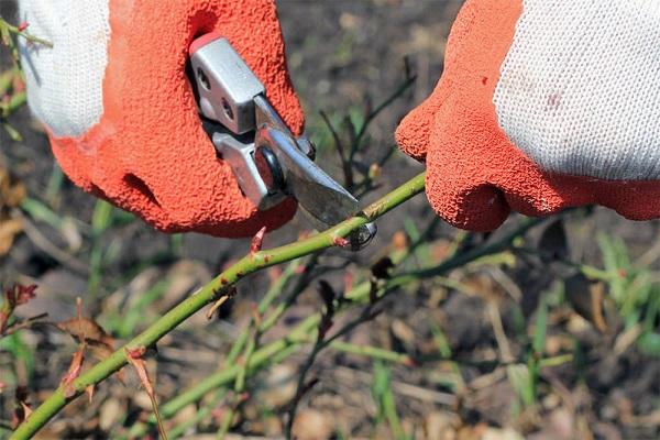 supprimer des branches