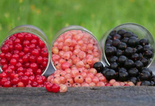 Currant varieties