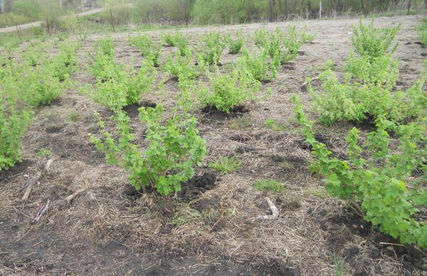 Currant bushes