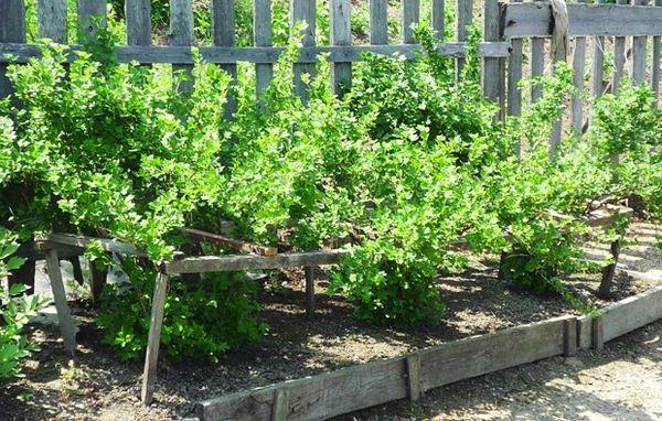 Berry dans le jardin