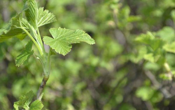 Berry leaves