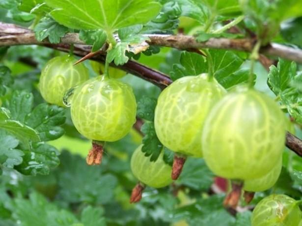 gooseberry malachite