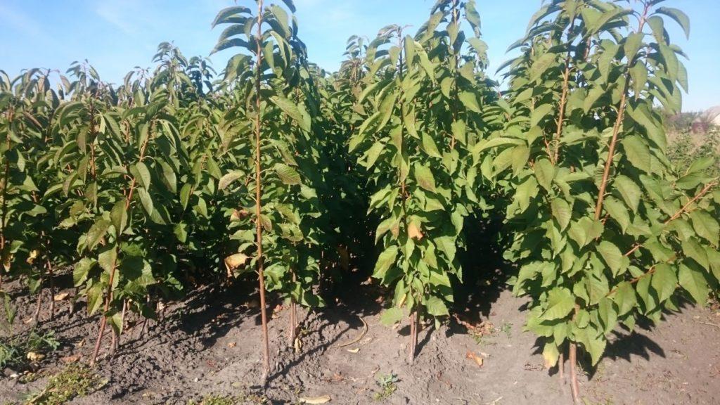 plants de cerises