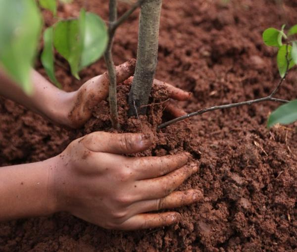 plantation de prune