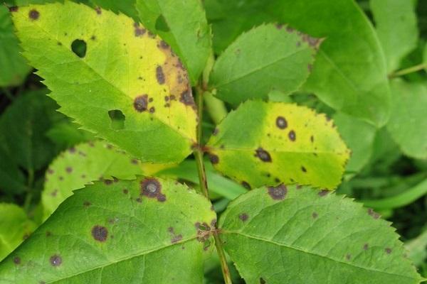 spots on the leaves