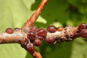 Signs of the appearance of scale insects on the drain and methods of struggle with chemical and folk remedies