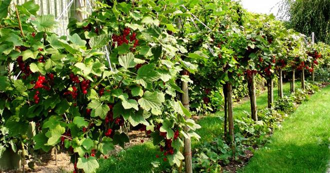 currant on a trunk