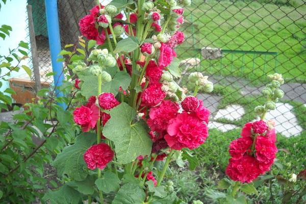 rose frisée