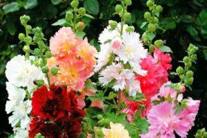 Description of the best varieties of stock roses, planting, growing and care in the open field