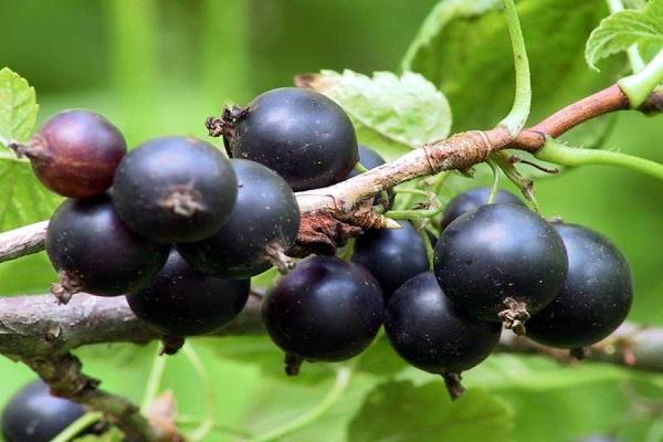 berries on a branch