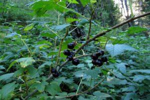 Combien d'années le cassis vit-il au même endroit, le moment de la fructification