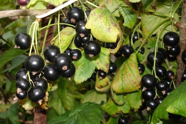 clusters on a bush