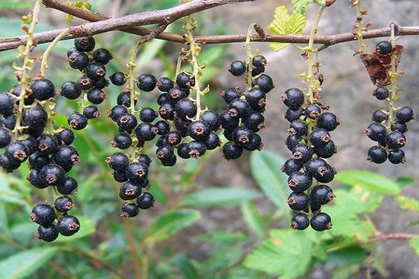 drying out on a branch