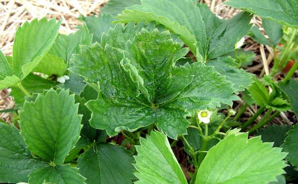 feuilles de fraise curl