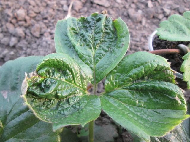 feuilles de fraise curl