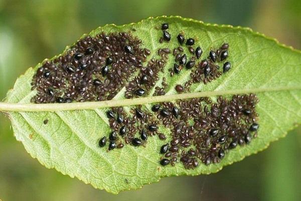 plum aphid