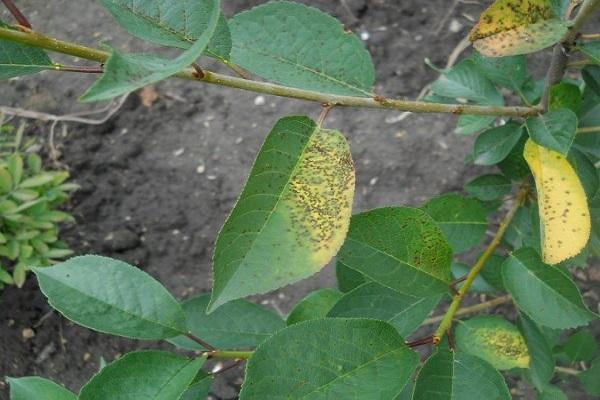 coccomycosis on leaves